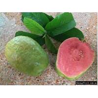 Hawaiian Guava 200mm Pot