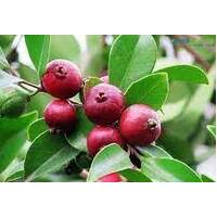 Guava Red Cherry 200mm Pot