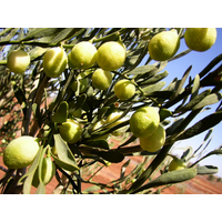 Desert Lime Tree 200mm Pot