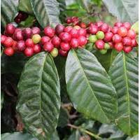 Catuai Rojo ARABICA COFFEE Plant 