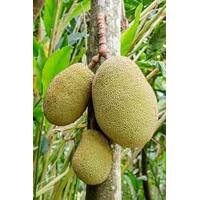 Jackfruit Fruit Tree 