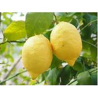 Lisbon Lemon Seedling