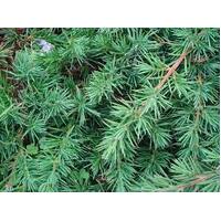 Juniperus Conferta