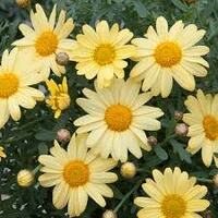Argyranthemum Sunshine Yellow 140mm Pot