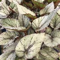 Begonia Rex Artic Breeze