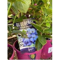 PF3 Blue BerryBlue Rose