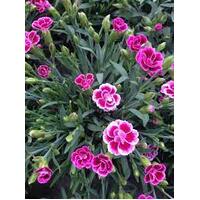 Dianthus Seedling 6 Cell