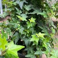 Hedera Ivy Small Leaf Green