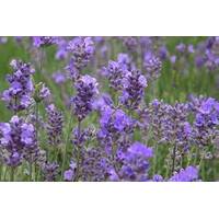 Lavender Hidcote Blue