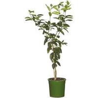 Limes Sweet Lime Tree Grafted