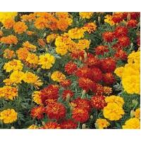 Marigold French Mixed 10 Cell