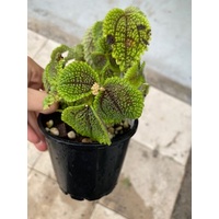 ASSORTED PEPEROMIA $12 80MM POT