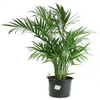 Casscade Palm