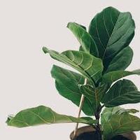 Ficus Lyrata Plant Fiddle Leaf Fig