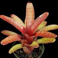Neoreglia Rubrifolia Plant