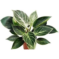 Philodendron Burkin
