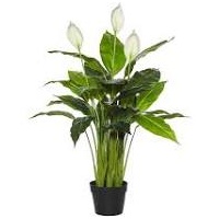 Syngo Peace Lily