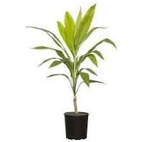 ASSORTED CORDYLINE Urban Tropicals Broad Leave