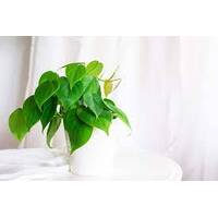 Philodendron heart leaf