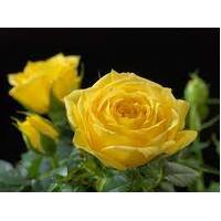 Rose Jewel Yellow