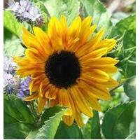 Sunflower Seedlings Music Box