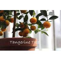 Tangerine Tree Grafted