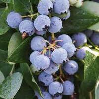 Blueberry Sharpeblue