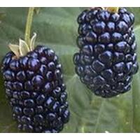 Blackberry Thornless Chester
