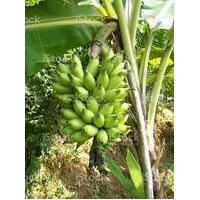 Banana Blue Java Tree 200mm