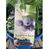 Blueberry Sunshine Blue