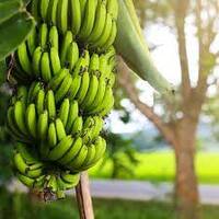 Banana Cavendish Plant 200mm