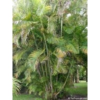 Chrysalidocarpus Cabadae Cabada Palm