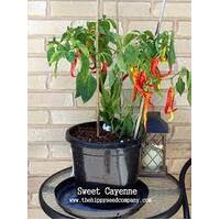 Chilli  Red Cayenne Hot Plant