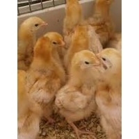 Chickens  for sale