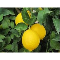 Citrus Lemonade Tree 5lts