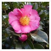 Camellia Rose Ann