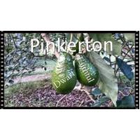 Avocado Pinkerton Dwarf
