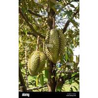 Durian Fruit Tree seedling