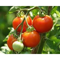 Easy Grow Tomato Grosse Lisse
