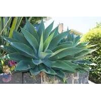 Foxtail Agave