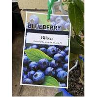 Blueberries Biloxi 110mm Pot