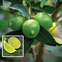 Grafted Tahitian Lime 2.4lts