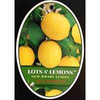 Lots A Lemons Dwarf 600mm Pot