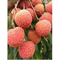 Lychee Baitaying Grafted