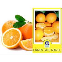 Orange Lanes Late Grafted