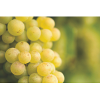Grape White Muscat