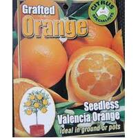 Orange Valencia Seedless Grafted