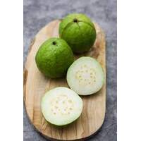 Guava White Seedling