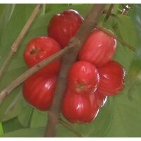 Malay Apple Syzgium Malaccense Tree