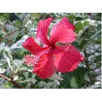 Hibiscus Rosa- Sinensis Snow Flake